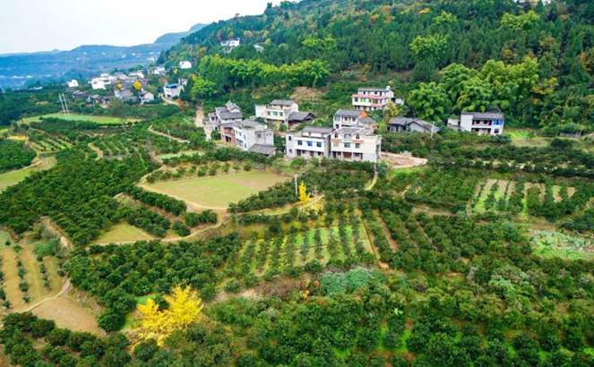 苍溪陵江镇金凤橘园美味摘柑橘成熟了 大家相约吧!