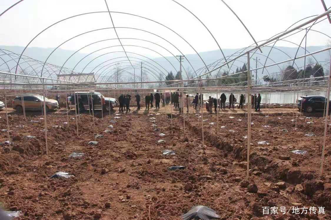 苍溪县桥溪乡村支书述职测评会搬到田间地头